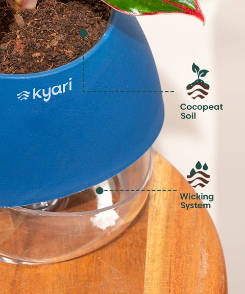 Philodendron Micans Plant With Self Watering Pot (Copy)