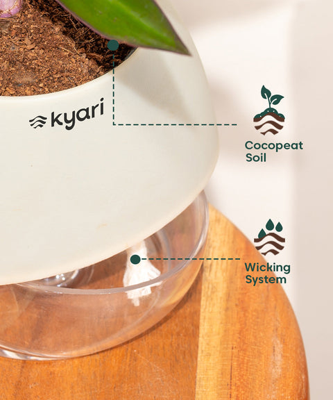 Peacock Plant With Nova Self Watering Pot