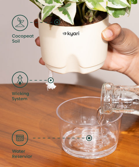 Syngonium Pixie White With Self Watering Pot