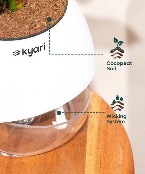 Peperomia Green Plant With Nova Self Watering Pot