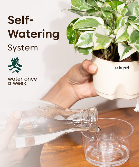 Kyari Poetic Pot Combo of 3 Colours (Yellow, White, Red)