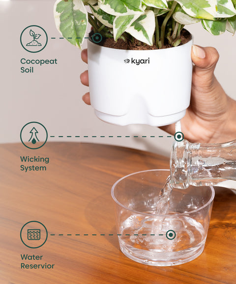 Syngonium Pixie White With Self Watering Pot