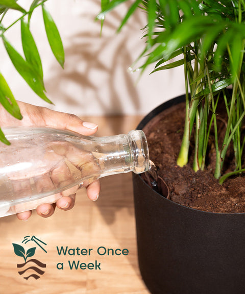 ZZ Green with Large Metal Self Watering Pot