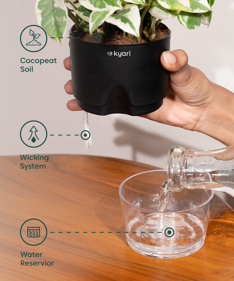 Syngonium Pixie White With Self Watering Pot