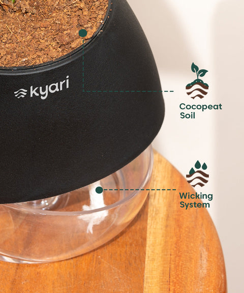 Philodendron Micans Plant With Self Watering Pot (Copy)