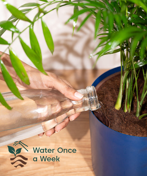 ZZ Green with Large Metal Self Watering Pot