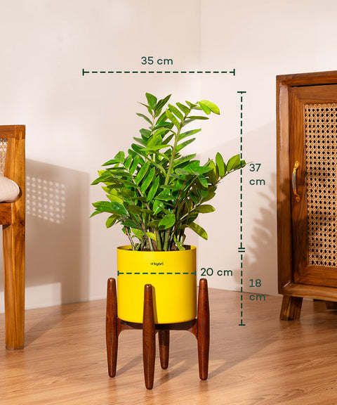 ZZ Green with Large Self Watering Pot