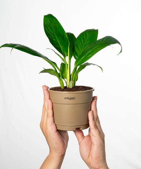 Peace Lily Plant With Grow Pot - BYOB