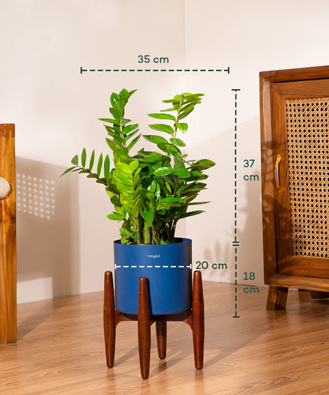 ZZ Green with Large Metal Self Watering Pot