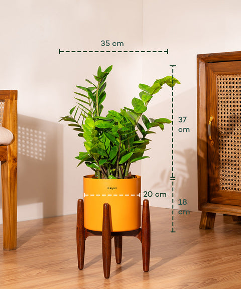 ZZ Green with Large Metal Self Watering Pot Bonanza