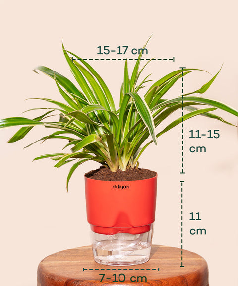 Spider Plant With Self Watering Pot Paytm