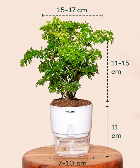 Aralia Green Plant With Self Watering Pot - Cred
