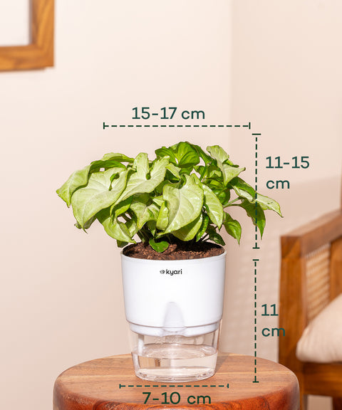 Syngonium Pixie White With Self Watering Pot
