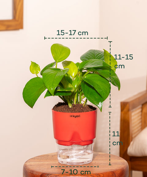 Money Variegated Plant With Self Watering Pot