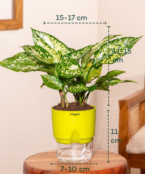 Aglaonema Snow White Plant with Self Watering Pot - Paytm