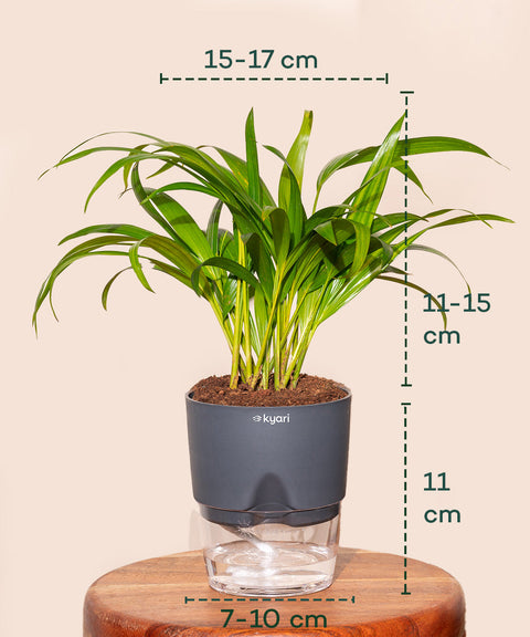 Areca Palm Plant With Self Watering Pot