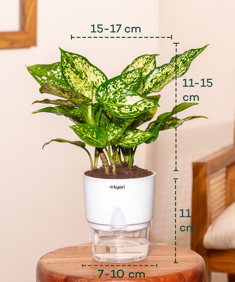 Aglaonema Snow White Plant with Self Watering Pot - Paytm