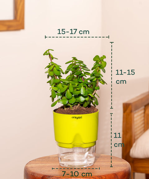 jade plant in gold tone metal pot Shop Lucky Indoor Jade Plant (Crassula Ovata)-Jade Tree – shop.kyari
