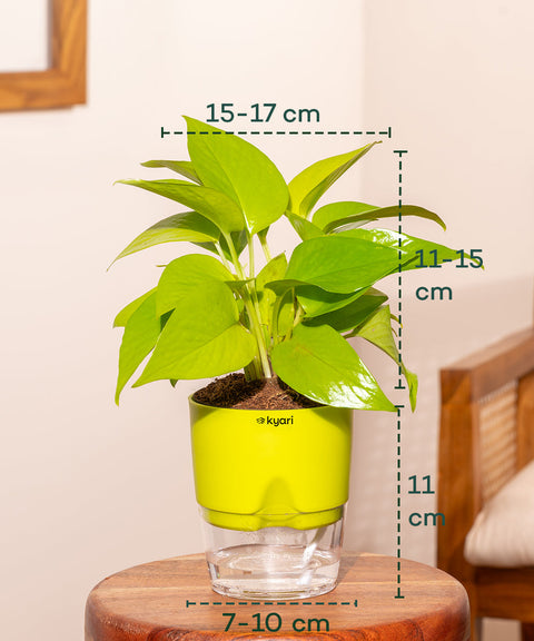Golden Money Plant