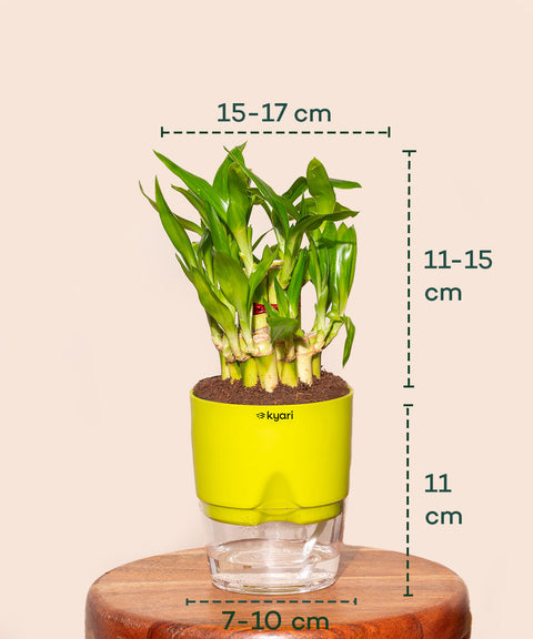 bamboo plant for money Buy Lucky Bamboo Plant For Good Forture & Wealth – shop.kyari