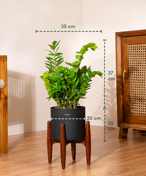 ZZ Green with Large Metal Self Watering Pot Bonanza