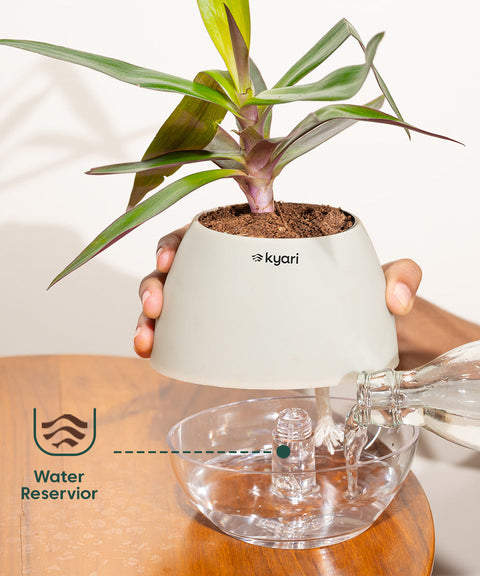 Golden Hahnii Snake Plant With Nova Self Watering Pot