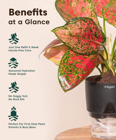 Kyari Poetic Pot Combo of 3 Black