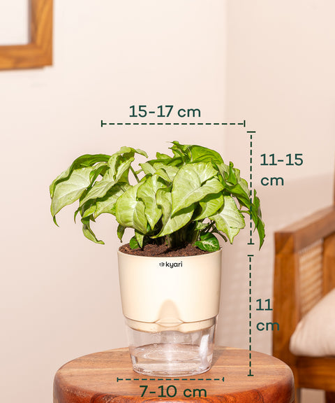 Syngonium Pixie White With Self Watering Pot