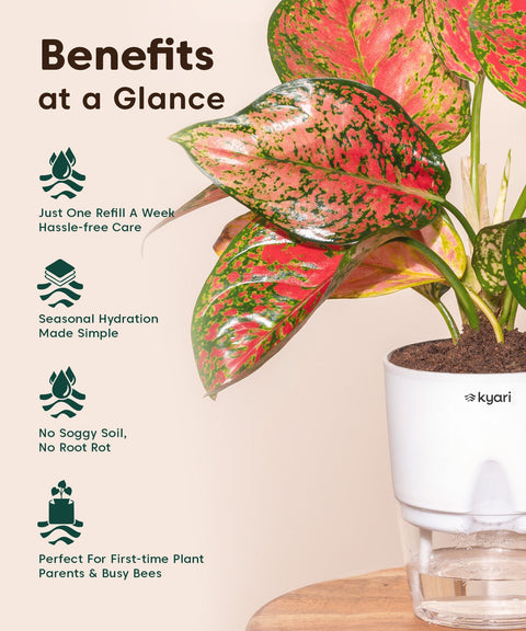 Kyari Poetic Pot Combo of 3 White