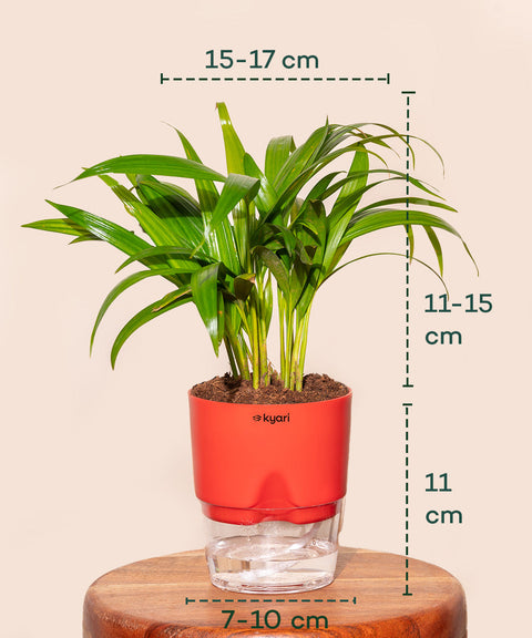 Areca Palm Plant With Self Watering Pot