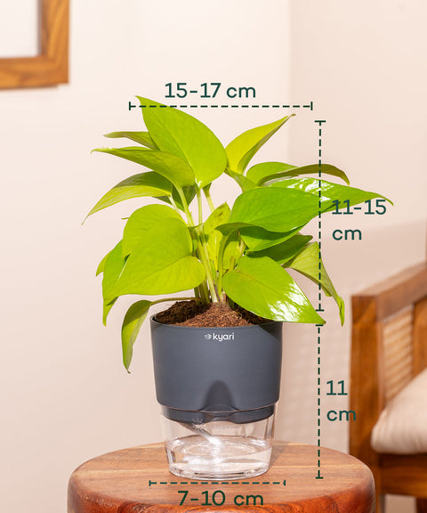 Golden Money Plant