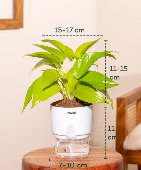 Golden Money Plant