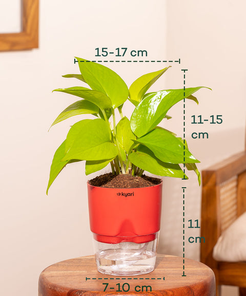Golden Money Plant