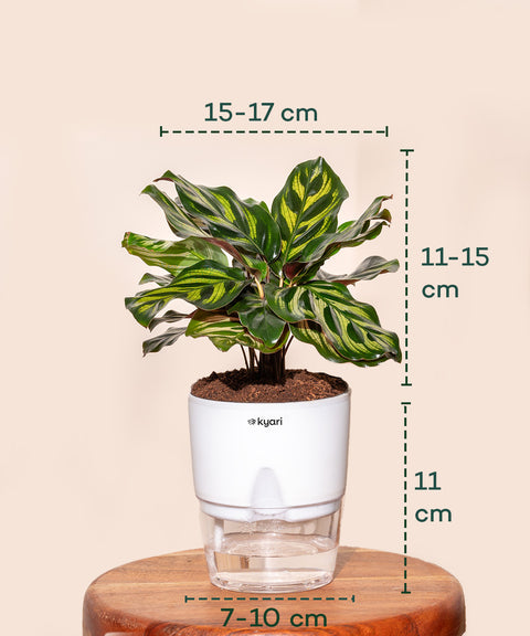 KYARI Peacock Plant with Self watering pot