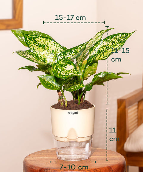 Aglaonema Snow White Plant with Self Watering Pot - Paytm
