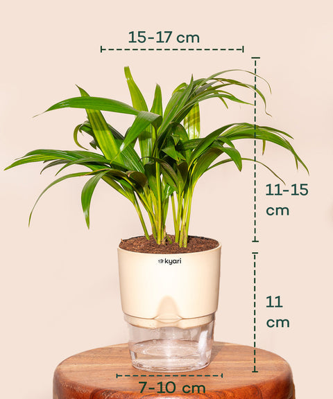 Areca Palm Plant With Self Watering Pot