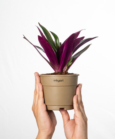 Oyster Plant With Grow Pot - BYOB