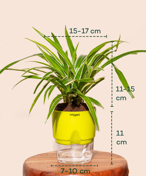 Spider Plant With Self Watering Pot Paytm