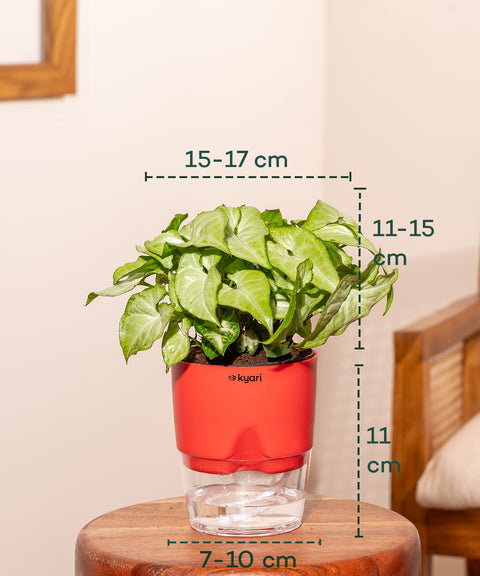 Syngonium Pixie White With Self Watering Pot