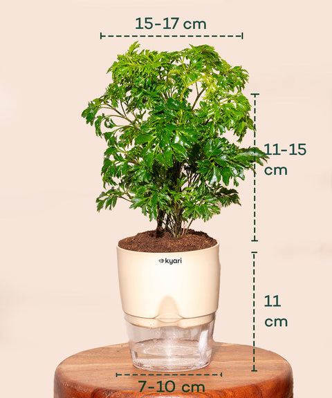 Aralia Green Plant With Self Watering Pot - Cred