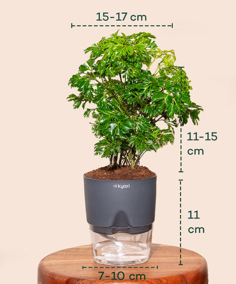 Aralia Green Plant With Self Watering Pot - Cred