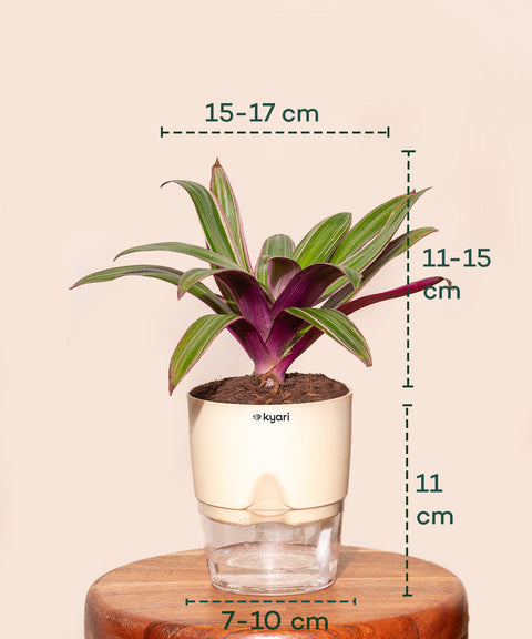 Rhoeo Tricolor Plant With Self Watering Pot