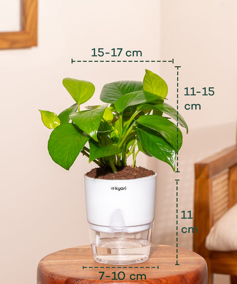 Money Variegated Plant With Self Watering Pot