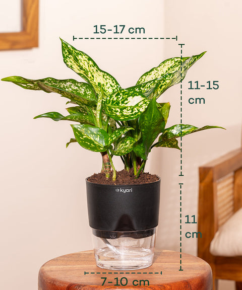 Aglaonema Snow White Plant with Self Watering Pot - Paytm