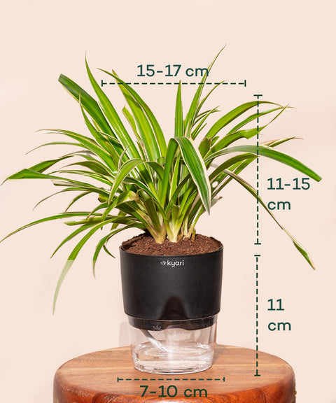 Spider Plant With Self Watering Pot Paytm
