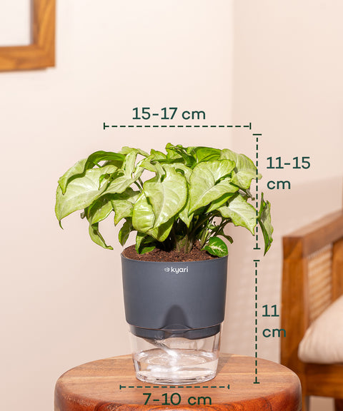 Syngonium Pixie White With Self Watering Pot