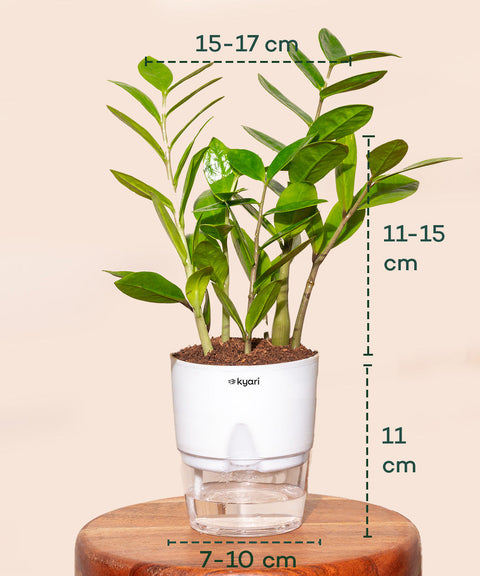 Zamia Green - ZZ Plant With Self Watering Pot