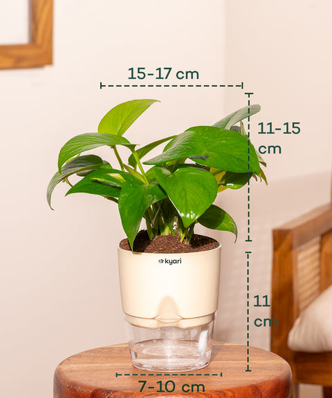 Money Variegated Plant With Self Watering Pot