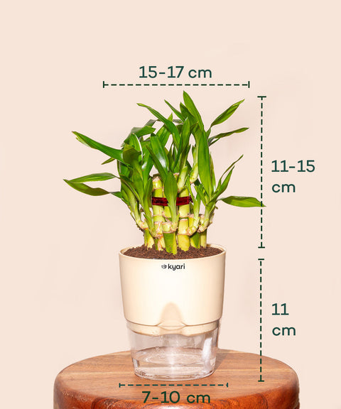 planting lucky bamboo in pots Buy Lucky Bamboo Plant For Good Forture & Wealth – shop.kyari
