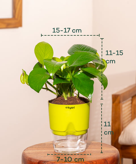 Money Variegated Plant With Self Watering Pot